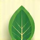 Icon representing sustainability: a leaf.